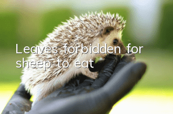 Leaves forbidden for sheep to eat