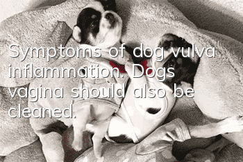 Symptoms of dog vulva inflammation. Dog’s vagina should also be cleaned.