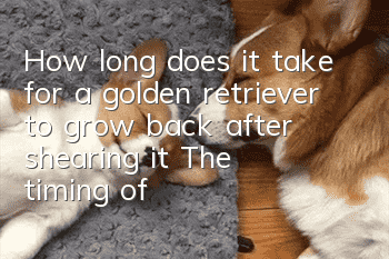 How long does it take for a golden retriever to grow back after shearing it? The timing of golden retriever shearing is really important!