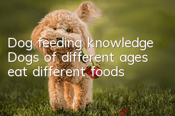 Dog feeding knowledge Dogs of different ages eat different foods!