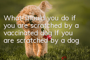 What should you do if you are scratched by a vaccinated dog? If you are scratched by a dog, you should get a shot!