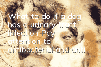 What to do if a dog has a urinary tract infection? Pay attention to antibacterial and anti-inflammatory properties.