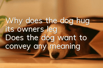 Why does the dog hug its owner's leg? Does the dog want to convey any meaning?
