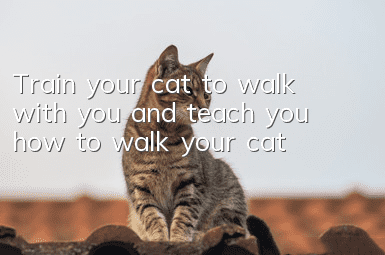 Train your cat to walk with you and teach you how to walk your cat!