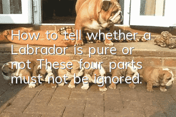 How to tell whether a Labrador is pure or not? These four parts must not be ignored.