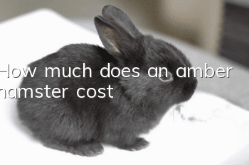 How much does an amber hamster cost?