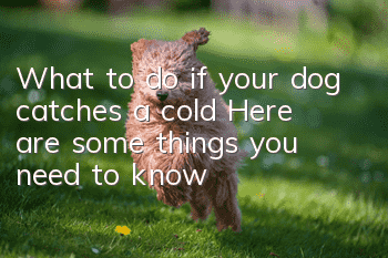 What to do if your dog catches a cold? Here are some things you need to know