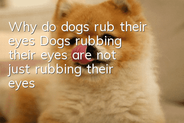Why do dogs rub their eyes? Dogs rubbing their eyes are not just rubbing their eyes!