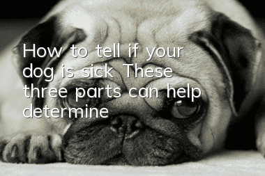How to tell if your dog is sick? These three parts can help determine