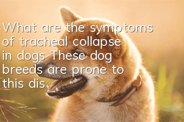 What are the symptoms of tracheal collapse in dogs? These dog breeds are prone to this disease