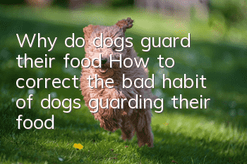 Why do dogs guard their food? How to correct the bad habit of dogs guarding their food