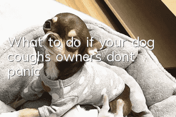What to do if your dog coughs, owners don’t panic