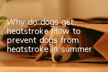 Why do dogs get heatstroke? How to prevent dogs from heatstroke in summer