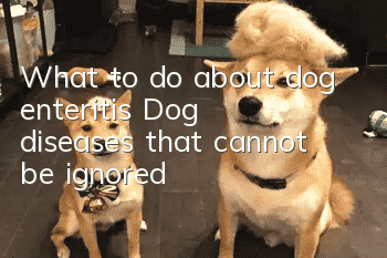 What to do about dog enteritis? Dog diseases that cannot be ignored