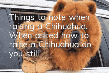 Things to note when raising a Chihuahua. When asked how to raise a Chihuahua, do you still say you don’t know?