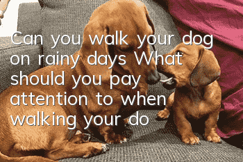 Can you walk your dog on rainy days? What should you pay attention to when walking your dog on rainy days in summer?