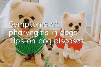Symptoms of pharyngitis in dogs Tips on dog diseases