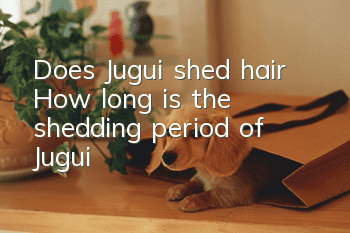 Does Jugui shed hair? How long is the shedding period of Jugui?