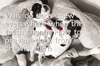 Why do dogs chew everywhere when their teeth change? How to prevent dogs from chewing furniture