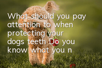 What should you pay attention to when protecting your dog’s teeth? Do you know what you need to pay attention to when protecting your dog’s teeth?