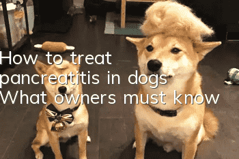 How to treat pancreatitis in dogs? What owners must know