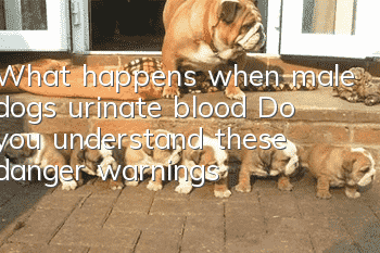 What happens when male dogs urinate blood? Do you understand these danger warnings?