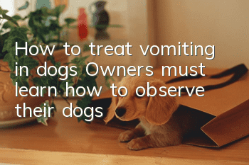 How to treat vomiting in dogs? Owners must learn how to observe their dogs