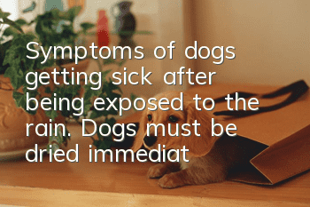 Symptoms of dogs getting sick after being exposed to the rain. Dogs must be dried immediately after being exposed to the rain.