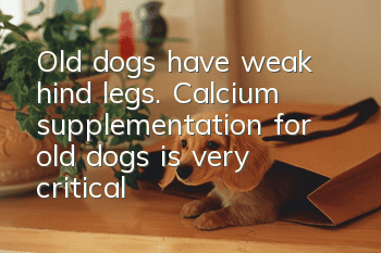 Old dogs have weak hind legs. Calcium supplementation for old dogs is very critical!