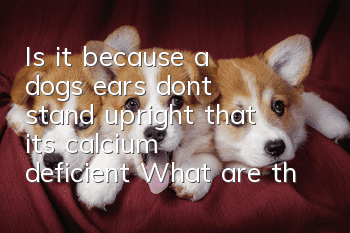 Is it because a dog’s ears don’t stand upright that it’s calcium deficient? What are the misunderstandings about calcium supplementation for dogs with ears that don’t stand upright?