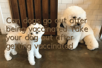 Can dogs go out after being vaccinated? Take your dog out after getting vaccinated?