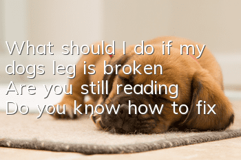 What should I do if my dog’s leg is broken? Are you still reading? Do you know how to fix your dog’s broken leg?