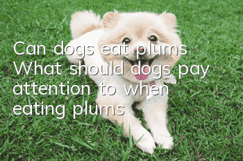 Can dogs eat plums? What should dogs pay attention to when eating plums?