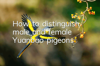 How to distinguish male and female Yuanbao pigeons