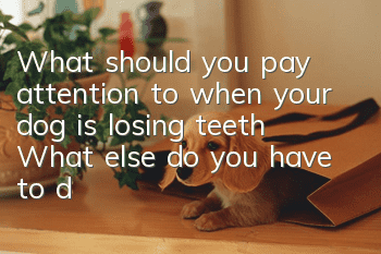 What should you pay attention to when your dog is losing teeth? What else do you have to do when your dog is losing teeth?