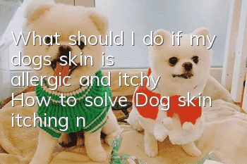 What should I do if my dog’s skin is allergic and itchy? How to solve? Dog skin itching needs to be solved