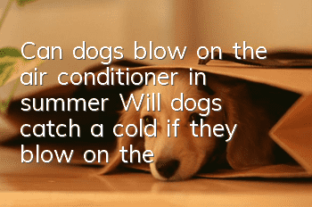 Can dogs blow on the air conditioner in summer? Will dogs catch a cold if they blow on the air conditioner?