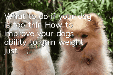 What to do if your dog is too thin? How to improve your dog’s ability to gain weight just by eating?