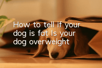 How to tell if your dog is fat? Is your dog overweight?