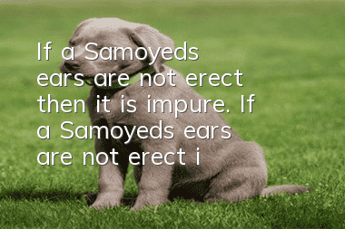 If a Samoyed's ears are not erect, then it is impure. If a Samoyed's ears are not erect, is it impure? I think you are quite stupid!