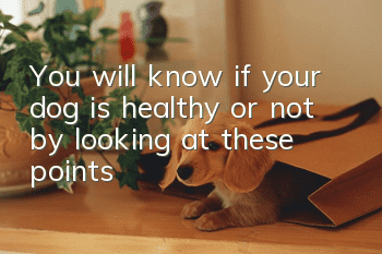 You will know if your dog is healthy or not by looking at these points