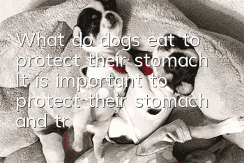 What do dogs eat to protect their stomach? It is important to protect their stomach and treat gastrointestinal diseases in dogs.