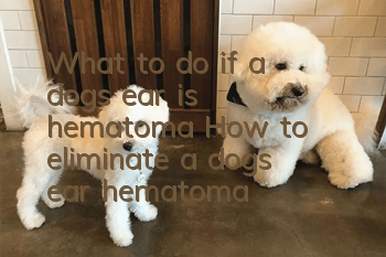 What to do if a dog’s ear is hematoma How to eliminate a dog’s ear hematoma