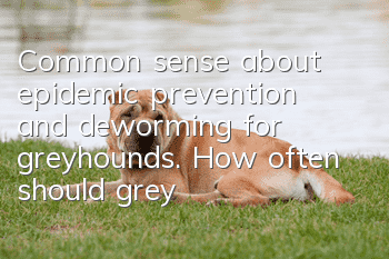 Common sense about epidemic prevention and deworming for greyhounds. How often should greyhounds be dewormed?