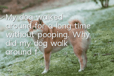 My dog ​​walked around for a long time without pooping. Why did my dog ​​walk around for a long time without pooping after eating?