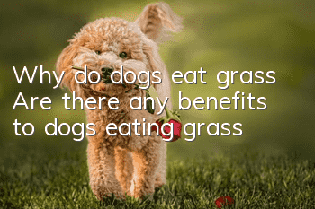 Why do dogs eat grass? Are there any benefits to dogs eating grass?