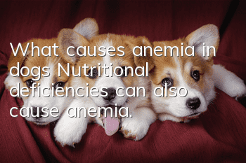 What causes anemia in dogs? Nutritional deficiencies can also cause anemia.