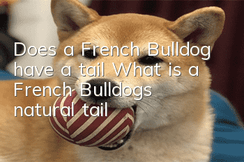 Does a French Bulldog have a tail? What is a French Bulldog's natural tail?