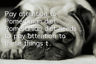 Pay attention to Pomeranian diet. Pomeranian diet needs to pay attention to these things to avoid diseases!