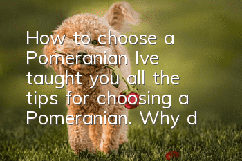 How to choose a Pomeranian? I’ve taught you all the tips for choosing a Pomeranian. Why don’t you take a look?
